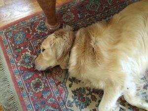 George sleeping after his morning run at the park!  :)