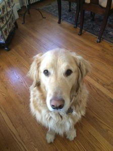 George the Dog wanted to make the post!